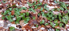Asarum europaeum