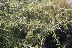 Lycium schweinfurthii