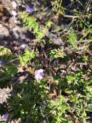 Prostanthera densa