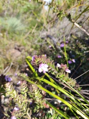 Prostanthera densa
