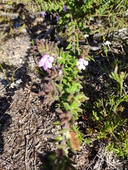 Prostanthera densa