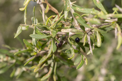 Lycium schweinfurthii