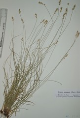 Carex texensis