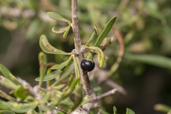 Lycium schweinfurthii