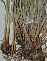 Carex texensis
