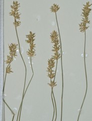 Carex texensis