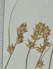 Carex texensis