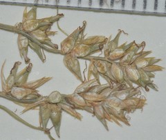 Carex texensis