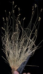 Carex texensis