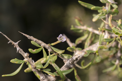 Lycium schweinfurthii