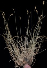 Carex texensis