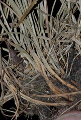 Carex texensis