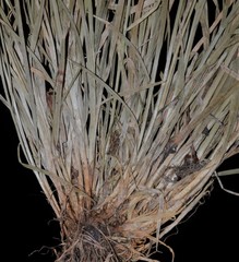 Carex texensis