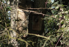 Megascops asio mccallii