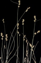 Carex texensis