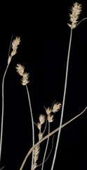 Carex texensis