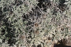 Carlina tragacanthifolia