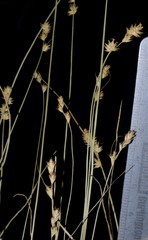 Carex texensis