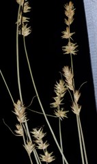 Carex texensis