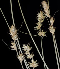 Carex texensis