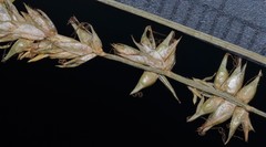 Carex texensis