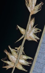 Carex texensis