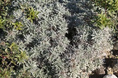 Carlina tragacanthifolia