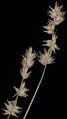 Carex texensis