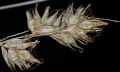 Carex texensis