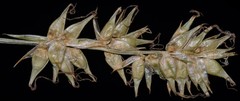Carex texensis