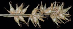 Carex texensis
