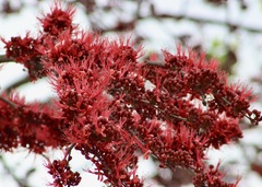 Barnebydendron riedelii