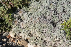 Carlina tragacanthifolia