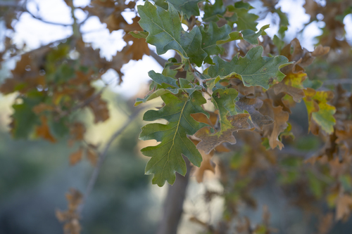 Image of Quercus ithaburensis by (c) Eleftherios Katsillis, some rights reserved (CC BY)