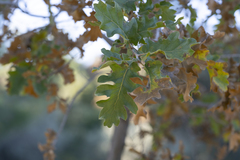 Quercus ithaburensis macrolepis