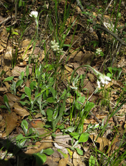 Antennaria parlinii