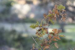 Quercus ithaburensis macrolepis