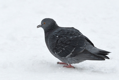 Columba livia domestica
