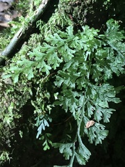Hymenophyllum demissum