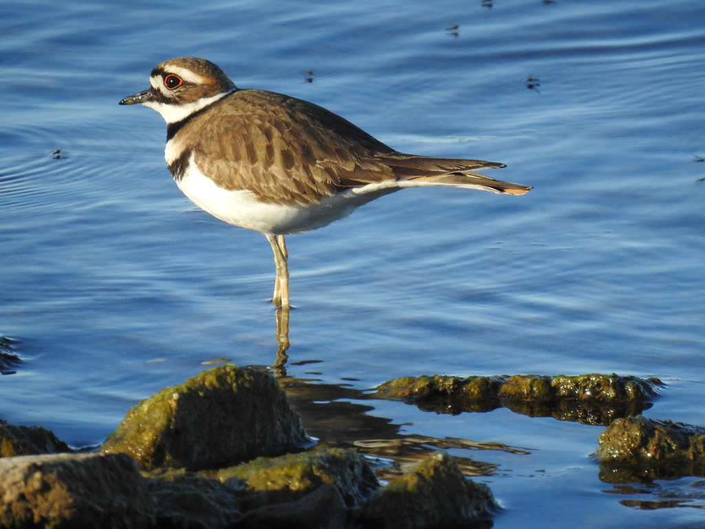 Killdeer from Lewisville, TX, USA on January 03, 2022 at 0512 PM by