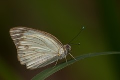 Ascia monuste orseis