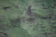Salmo trutta