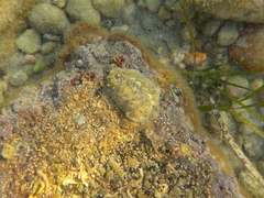 Acanthochitona