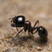 Wasmann's Harvester Ant - Photo (c) Eleftherios Katsillis, some rights reserved (CC BY), uploaded by Eleftherios Katsillis