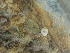 Acanthochitona