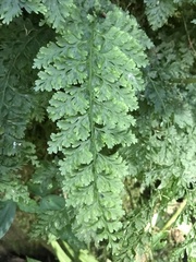 Hymenophyllum demissum