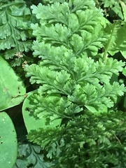 Hymenophyllum demissum