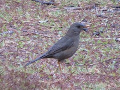 Turdus chiguanco