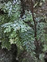 Hymenophyllum demissum