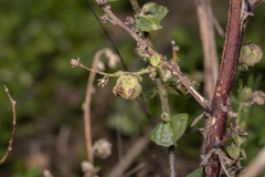 Asphondylia verbasci